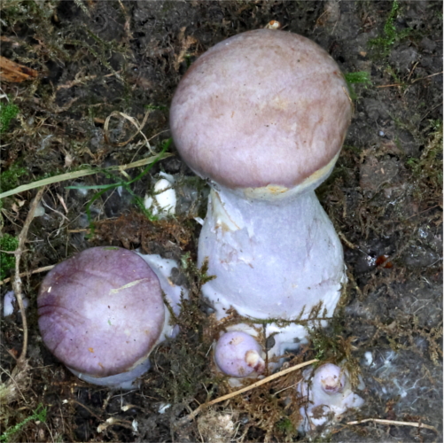cortinarius largus