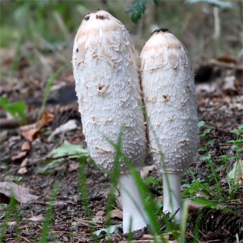 coprinus comatus