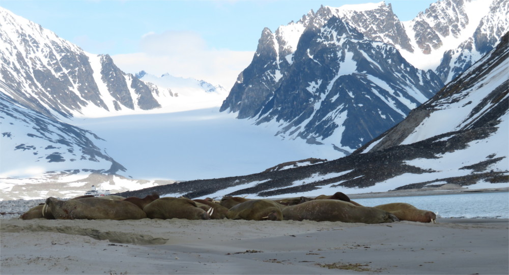 walrussen
